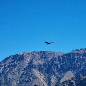colca